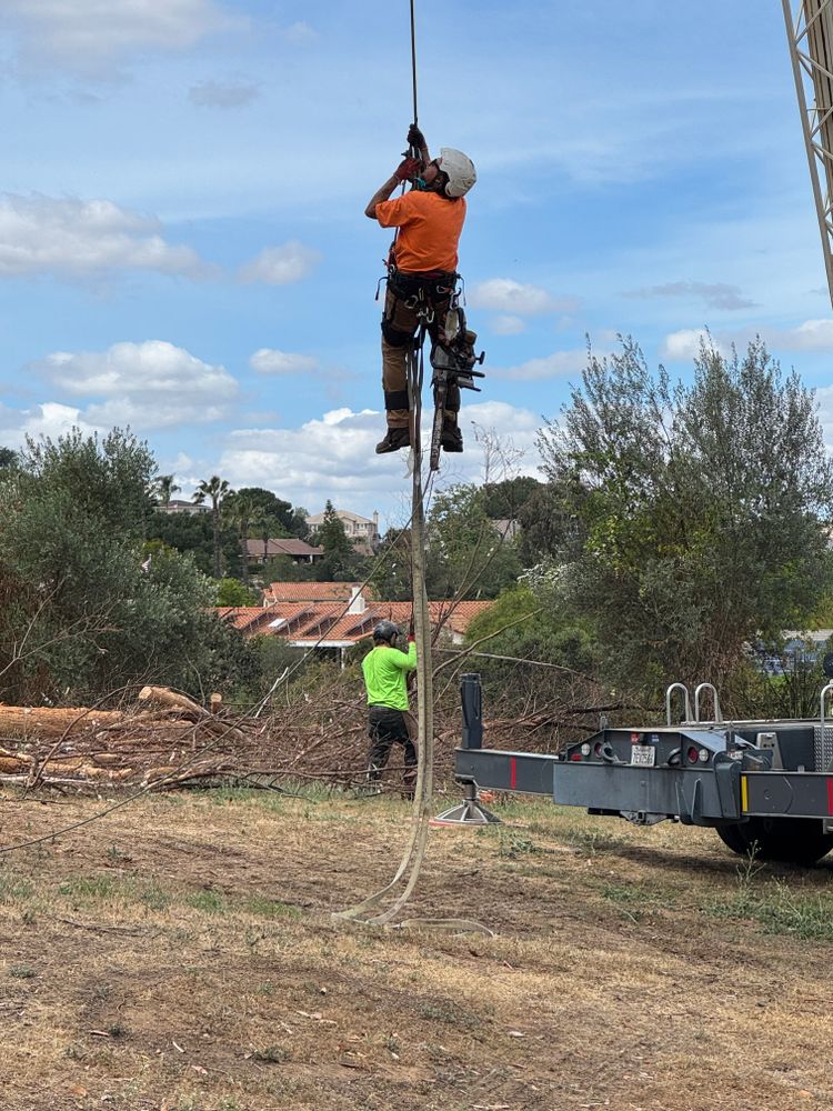 Tree Services for The Tree Fairy in Julian, CA