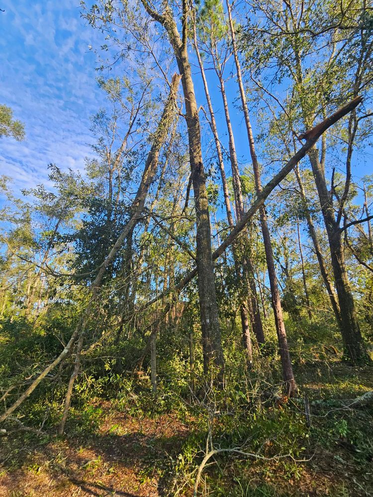 All Photos for American Tree Masters in Alvin, TX