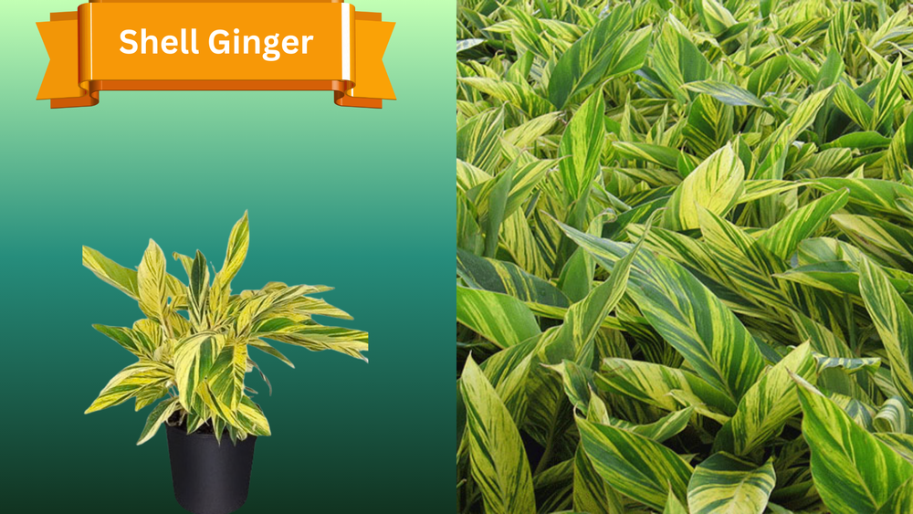 Plant Samples for R.B. & Company in Belleview, FL