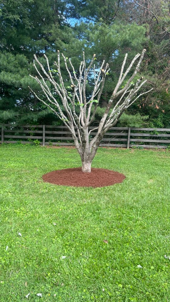 All Photos for Optimum Tree Service And Landscaping in Bowling Green, KY