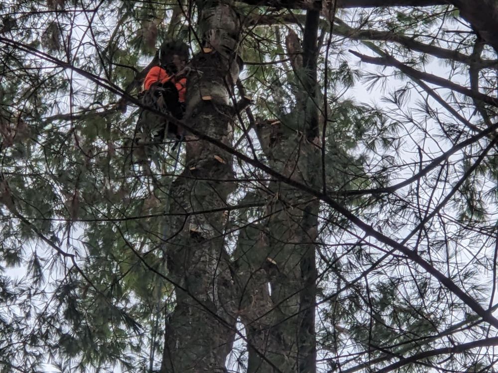 All Photos for Leaf and Limb in Townsend, MA