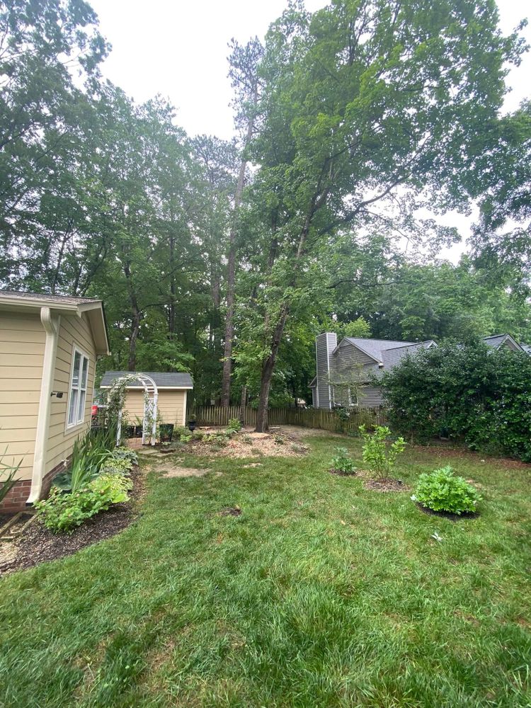 Our Stump Removal service expertly eliminates unsightly stumps, ensuring your landscape is safe and aesthetically pleasing. We use advanced equipment to quickly and efficiently restore beauty to your outdoor spaces. for MTJ Tree Removal LLC in Zebulon, NC