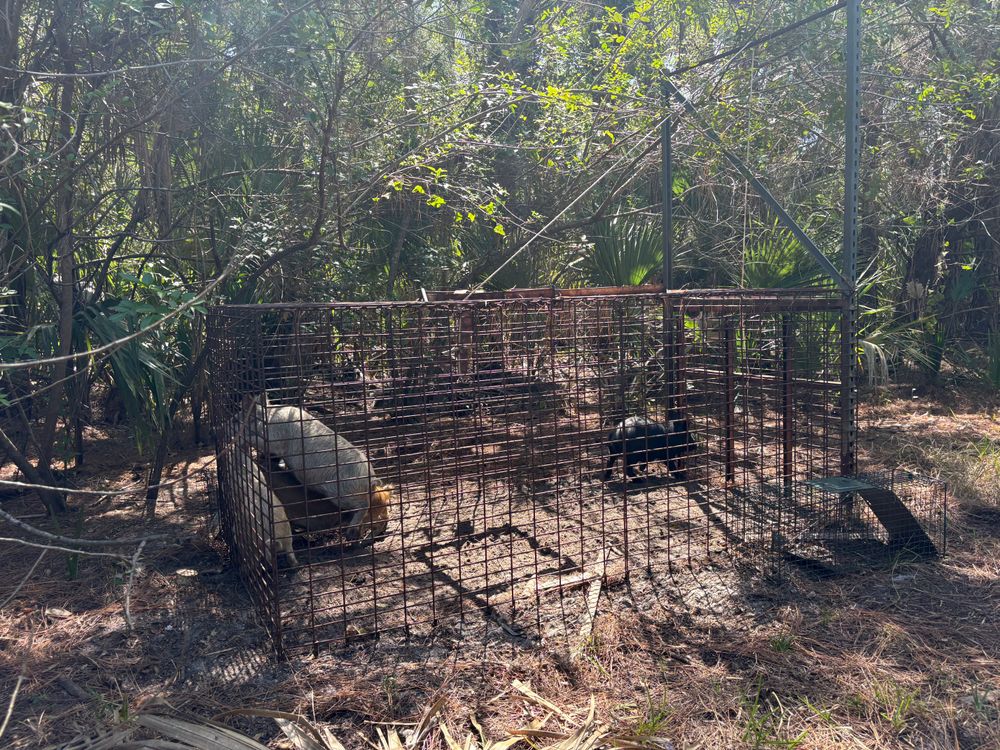All Photos for North Brevard Wildlife Solutions in Mims, FL