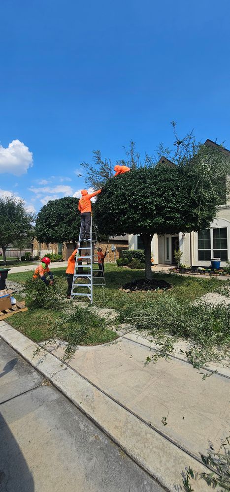 All Photos for Servin's Tree Care  in Houston, TX