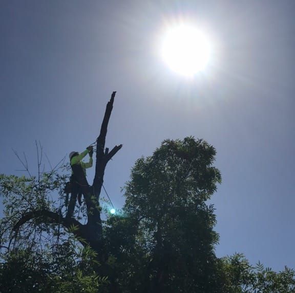 Tree Removal for Loya's Tree Trimming and Removal in Glendale, AZ