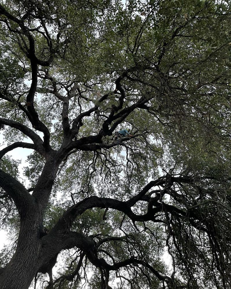 Pruning Services  for Braun Tree Service  in Floresville, Texas