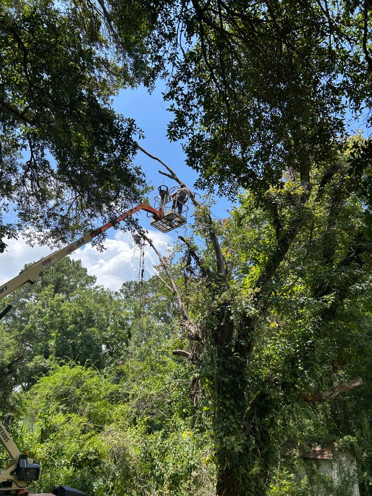 Tree Removal for Broadway & McMullen Construction in Hattiesburg, MS