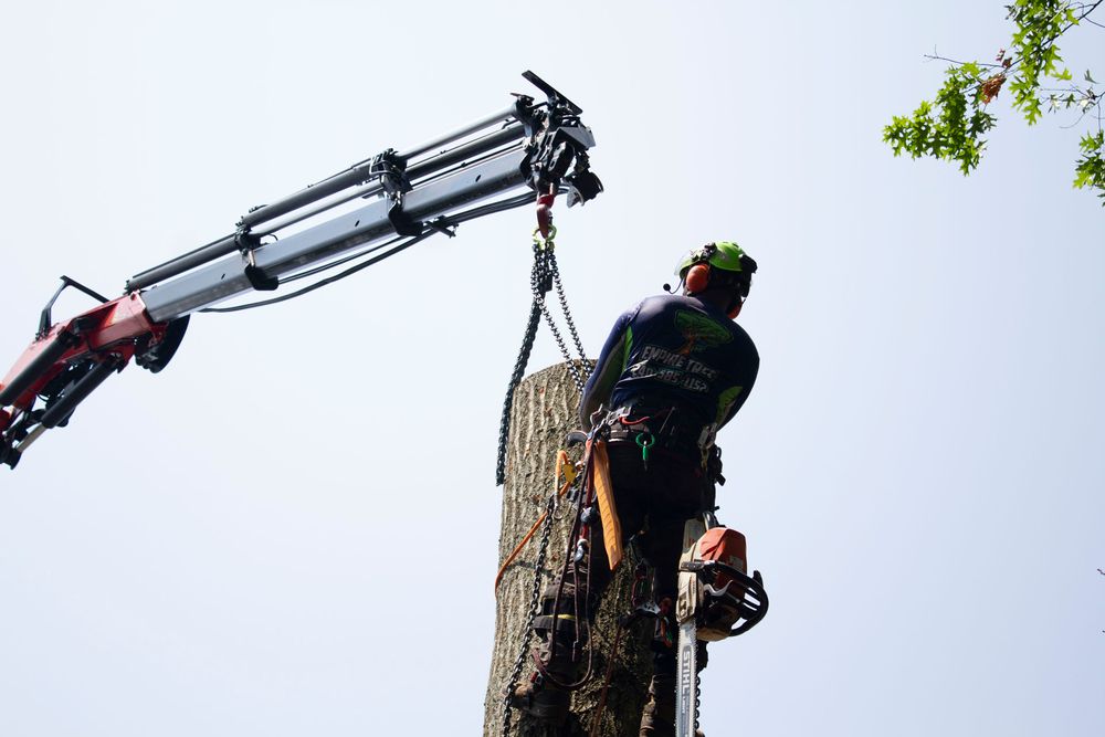 All Photos for Empire Tree Services in Mechanicsville, MD