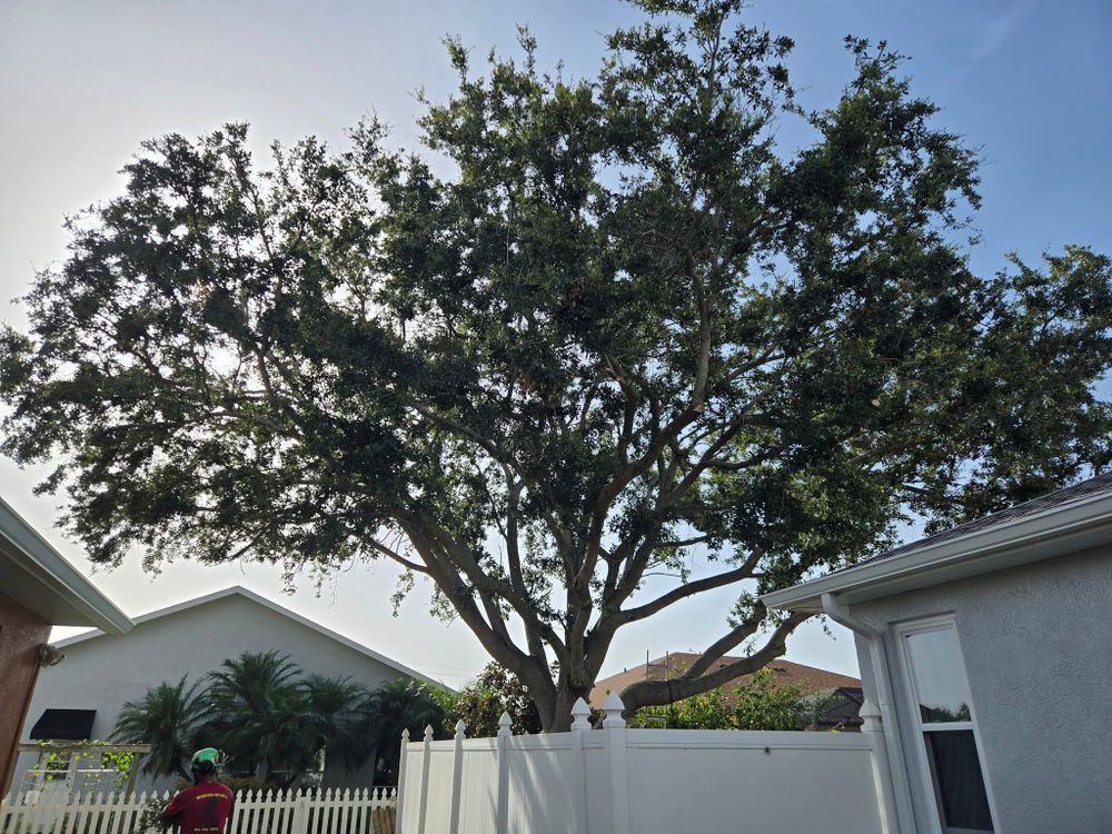 All Photos for TREE BOYS in Ruskin, FL