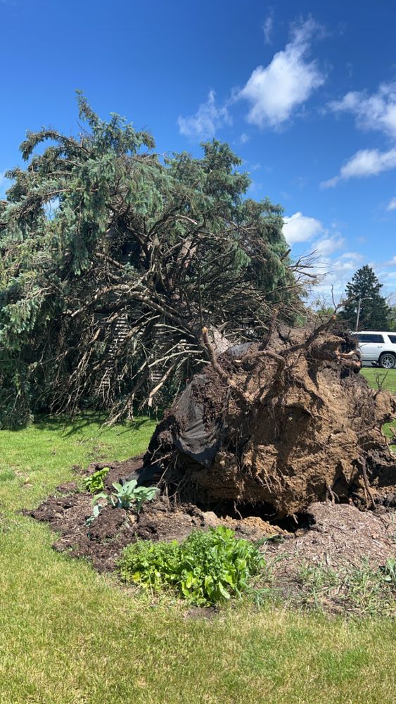 Tree jobs for Fransen's Tree Service  in Freeport, IL