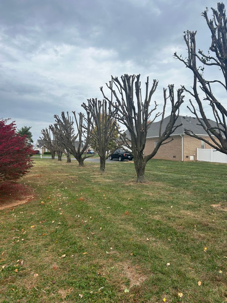 Tree Removal for Optimum Tree Service And Landscaping in Bowling Green, KY