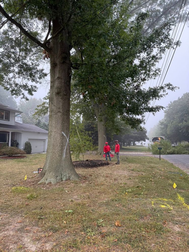 All Photos for Melnyk’s Tree Service in Salem County, NJ