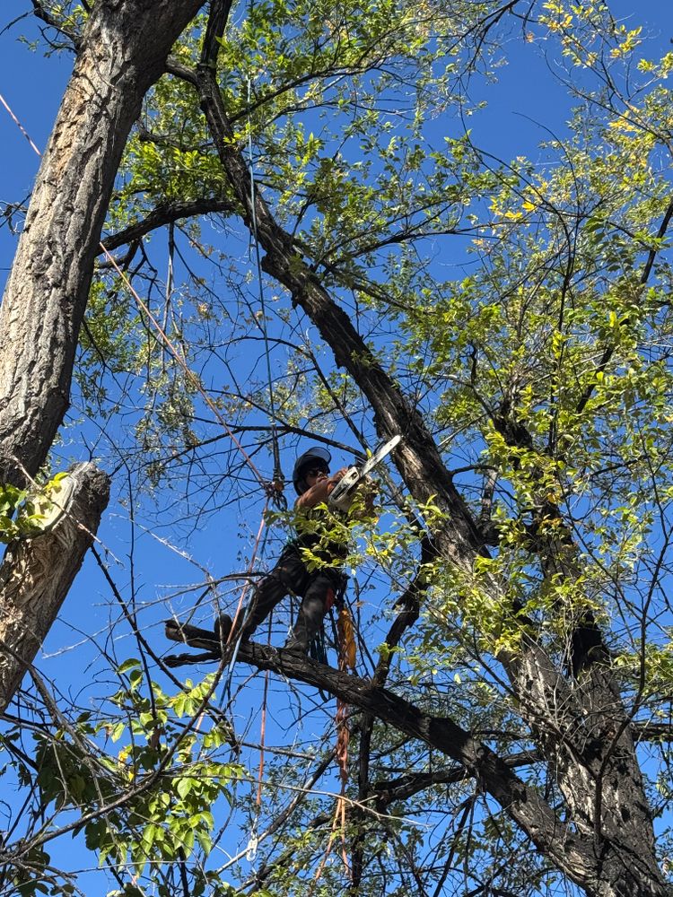 All Photos for Elevated Tree Care in Gillette, WY