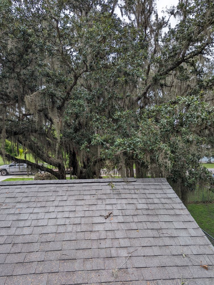 All Photos for Regal Tree Service and Stump Grinding in Wauchula, FL