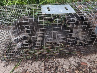 Raccoon Control for Toppers Wildlife Removal in Garland, TX