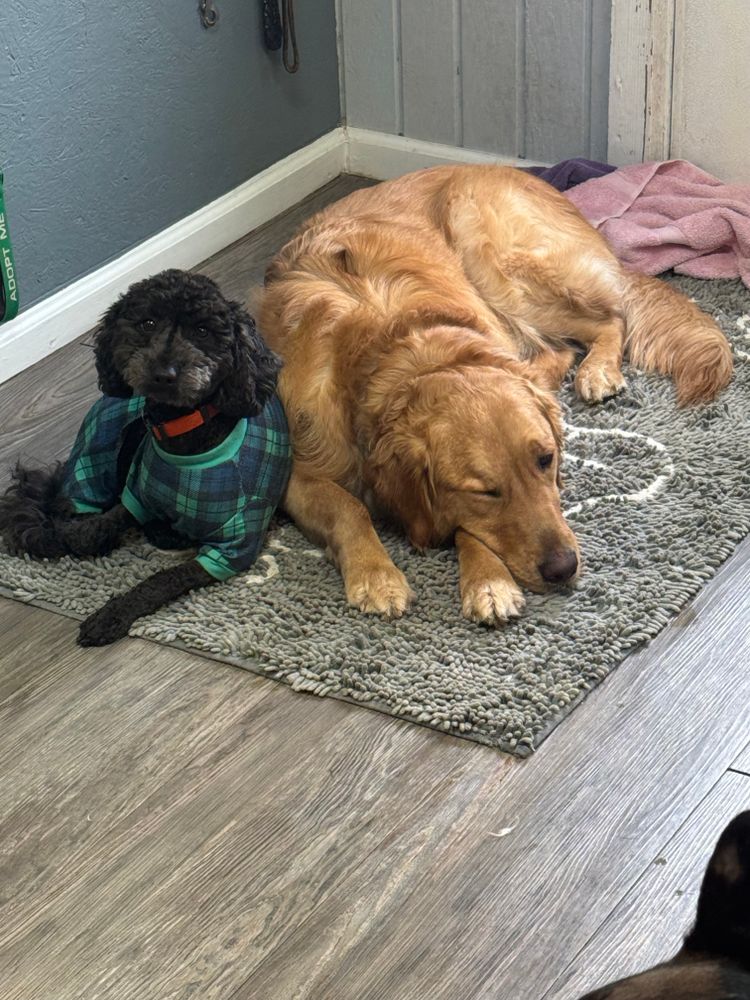 All Photos for Curbside Clips Mobile Grooming in Roachdale, Indiana