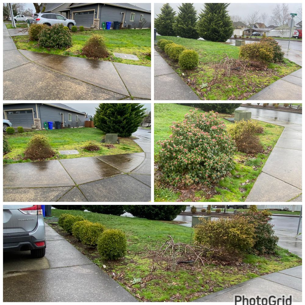 Enhance your home's curb appeal with our professional Shrub Trimming service, ensuring healthy growth and a pristine appearance for your landscape. Our skilled team delivers precise, reliable care to every shrub. for Orange Landscape in Woodburn, OR
