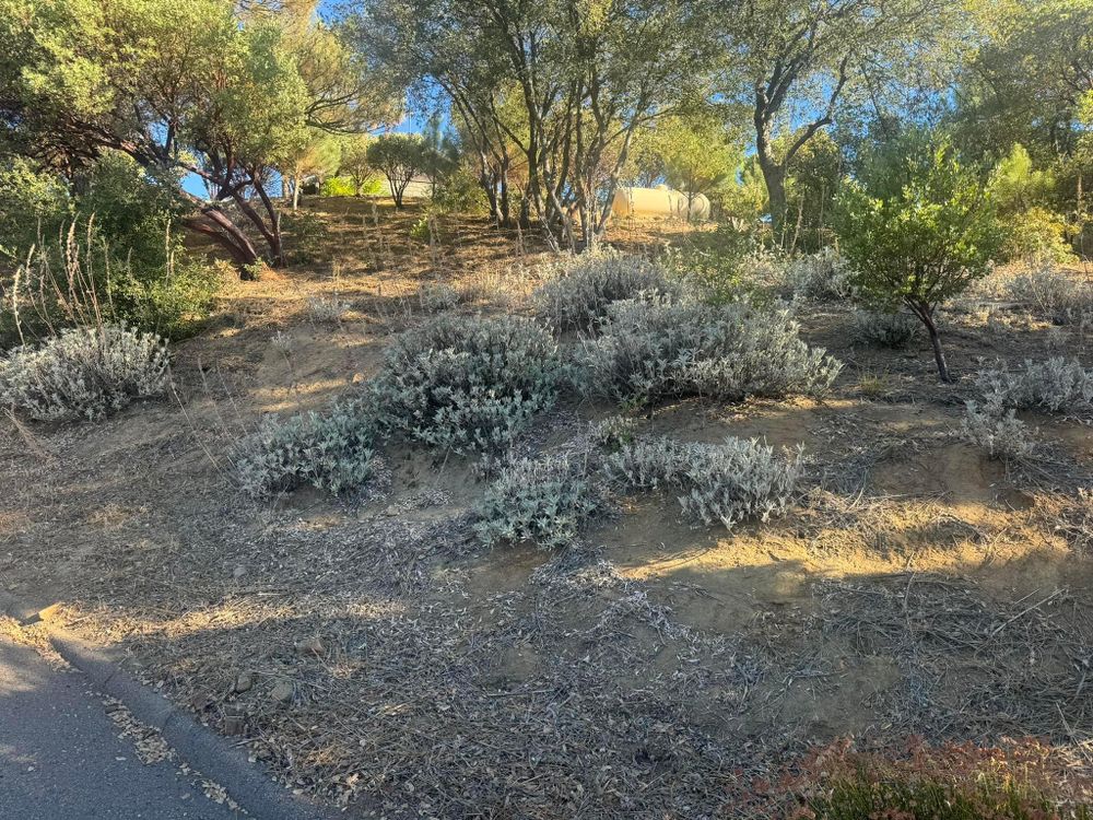 All Photos for The Tree Fairy in Temecula, CA