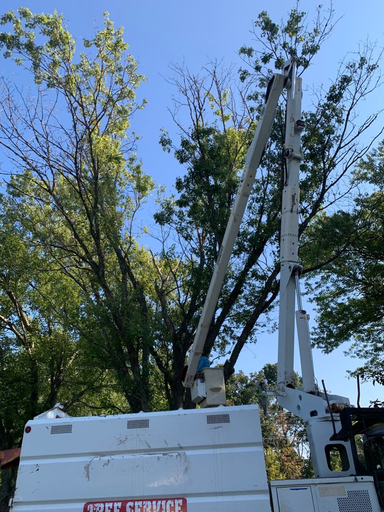 Tree Removal for Optimum Tree Service And Landscaping in Bowling Green, KY