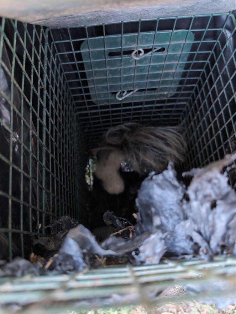 All Photos for Topper's Wildlife Removal in Garland, TX