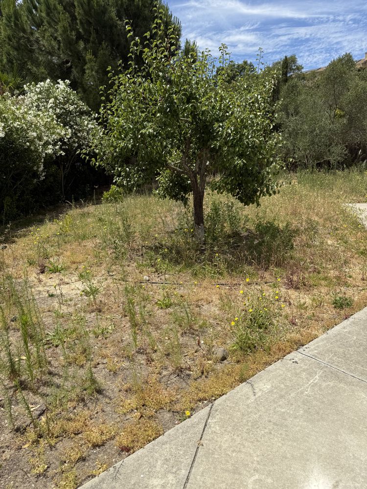 All Photos for CBA Landscaping in Hayward, CA