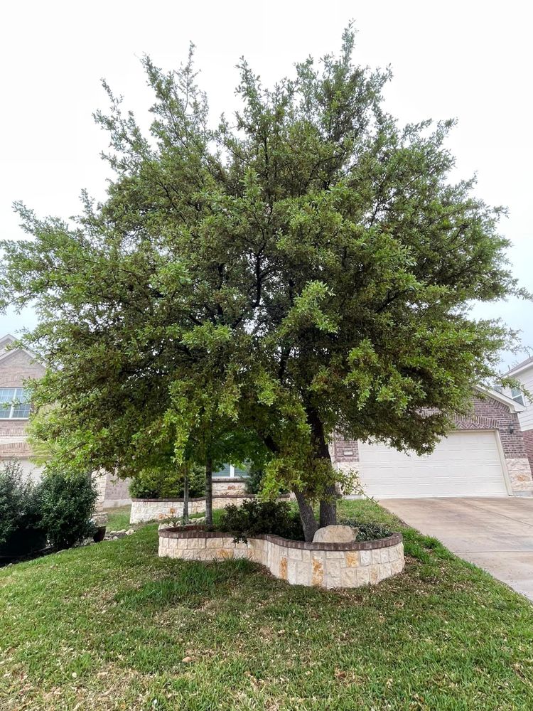 All Photos for Z’s Trees LLC in Grey Forest, TX