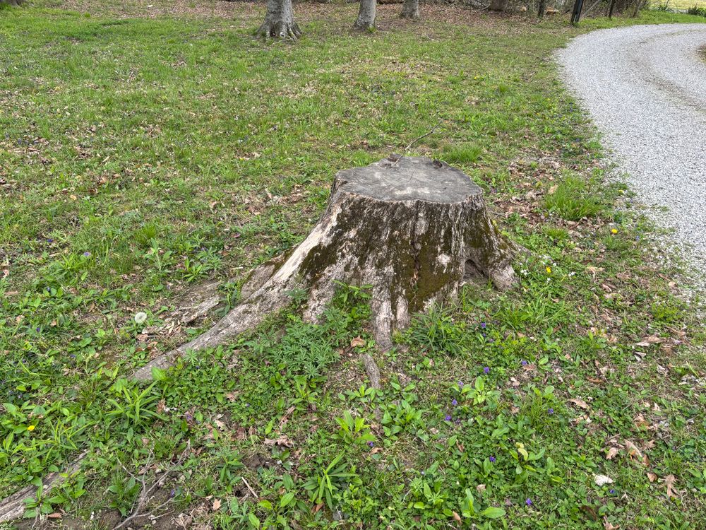 All Photos for Conrad's Stump Removal in Columbus, IN