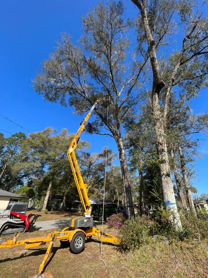 Tree Trimming and Removal for McGraw’s Lawn and Tree Service in DeLand, FL