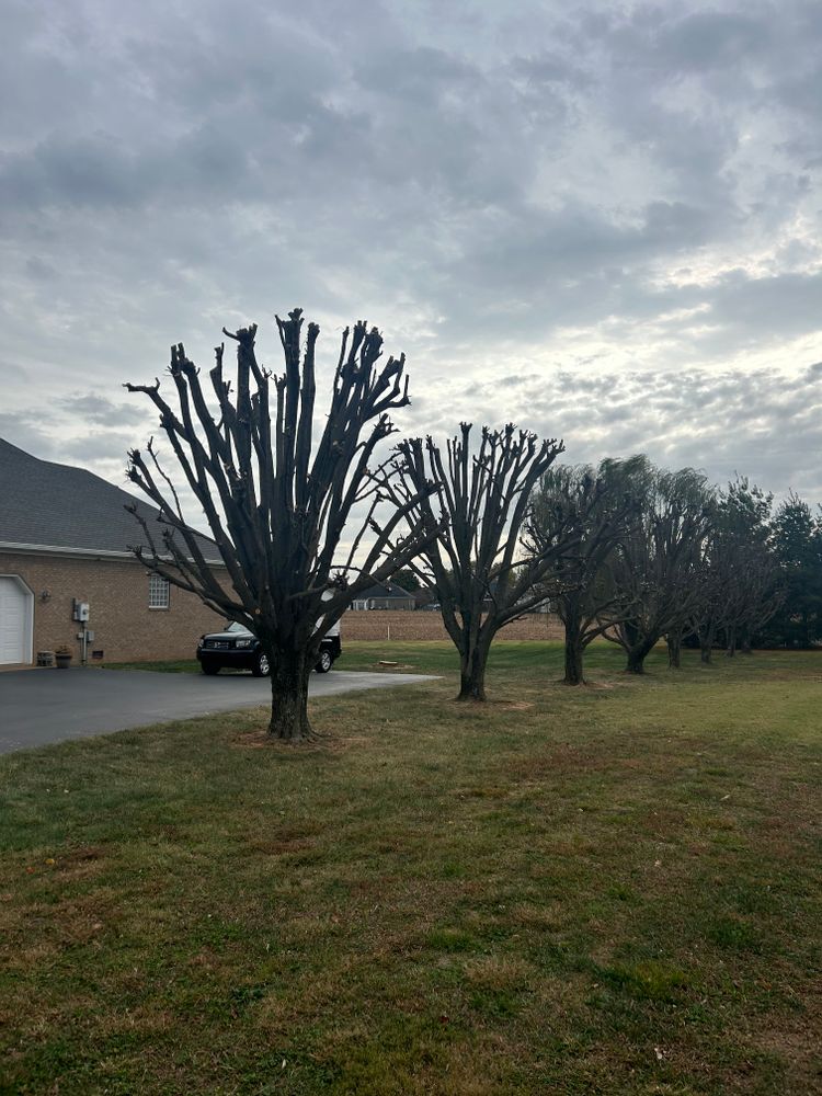 Tree Removal for Optimum Tree Service And Landscaping in Bowling Green, KY