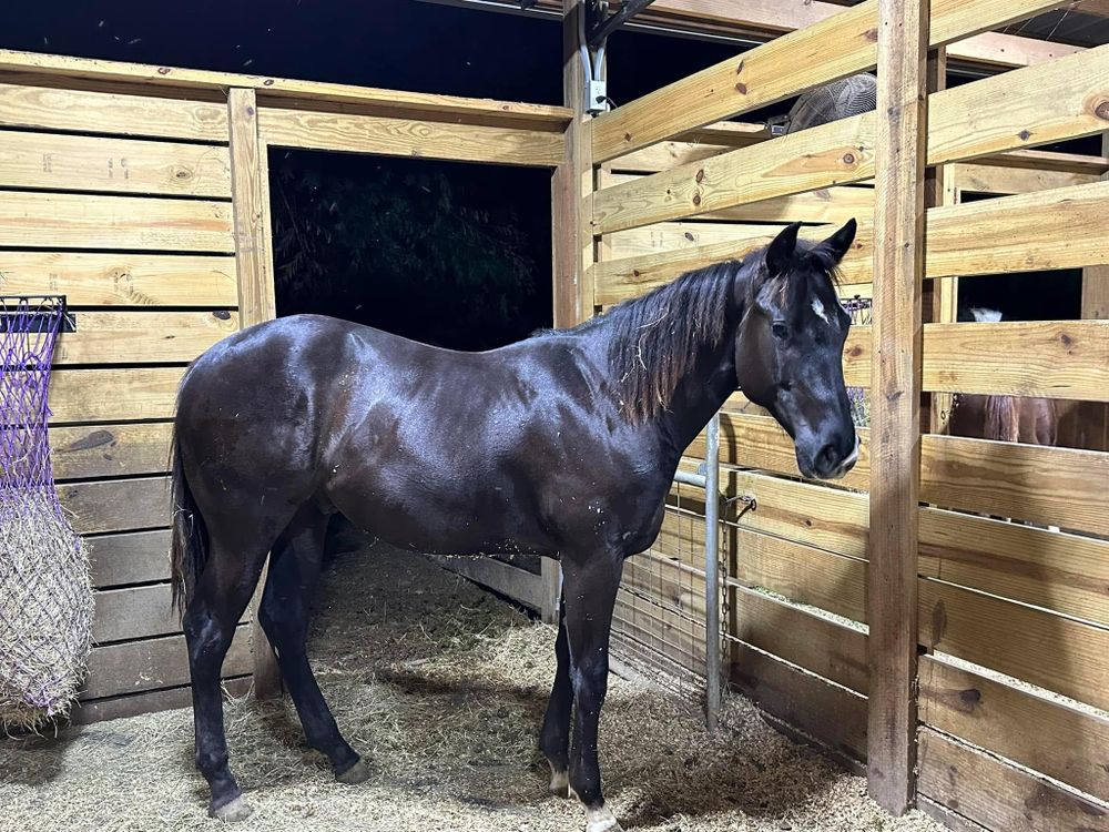 All Photos for Florida Native Equestrian Development in Central Florida, FL