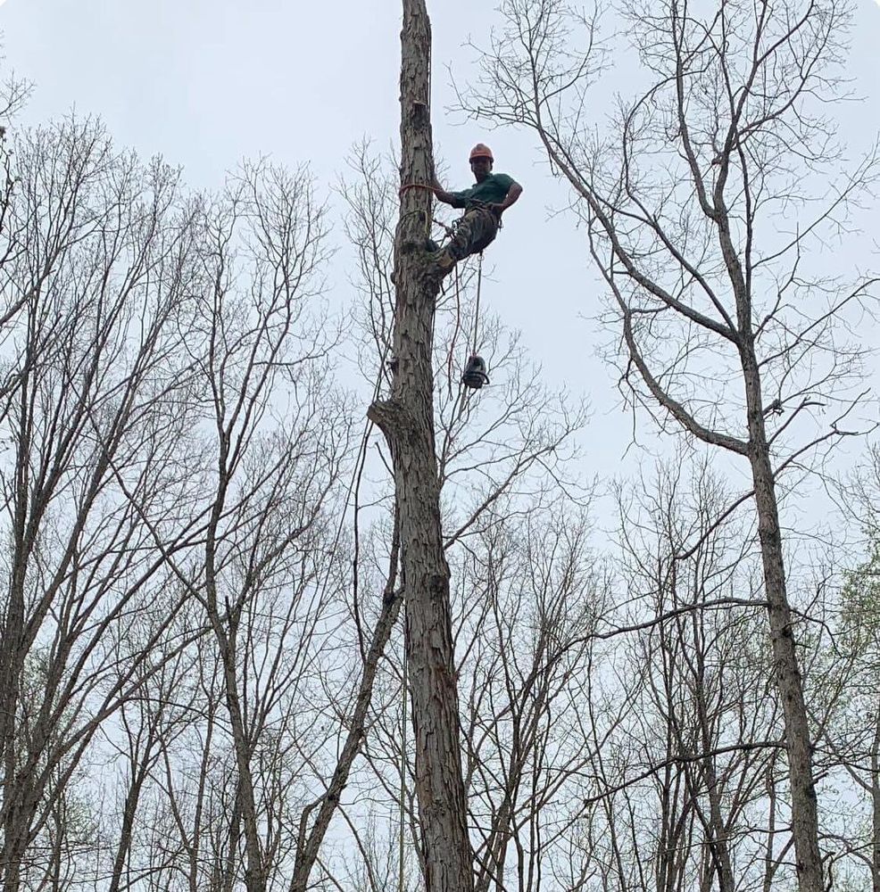 instagram for Branch Out Tree Care LLC in Fredericksburg, VA