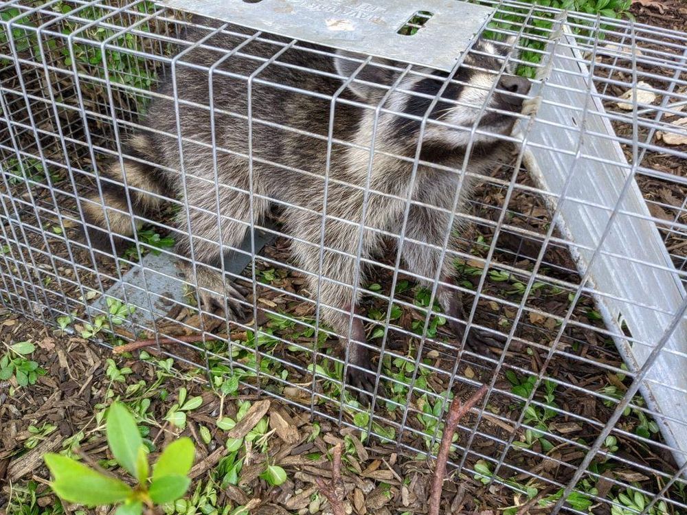 All Photos for Topper's Wildlife Removal in Garland, TX