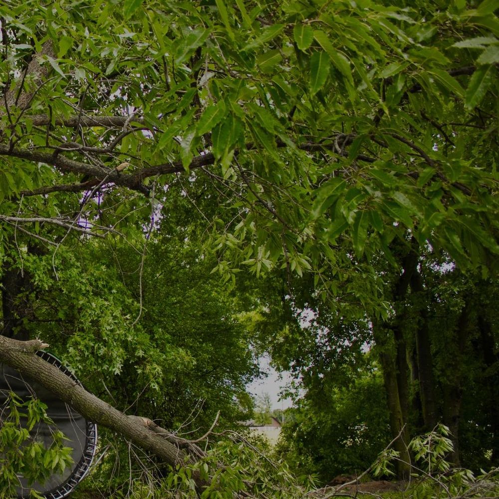 All Photos for Oakwood Tree Removal LLC in Oak Creek,  WI