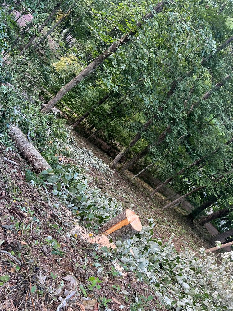 All Photos for Ground To Sky Tree Care in Asheville, North Carolina