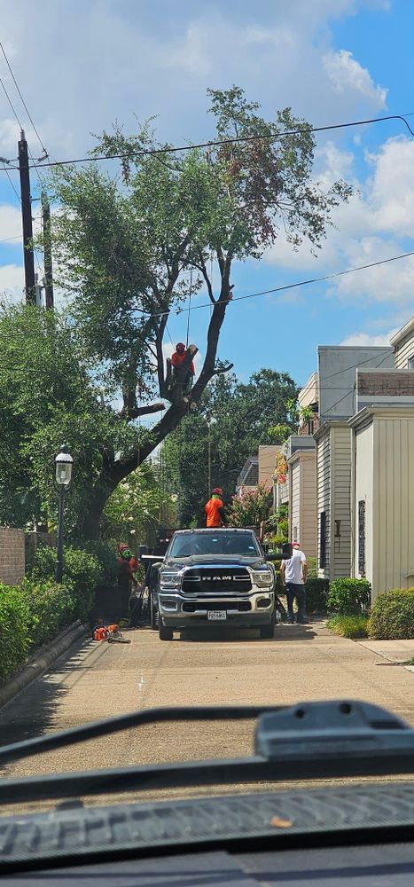 All Photos for Servin's Tree Care  in Houston, TX