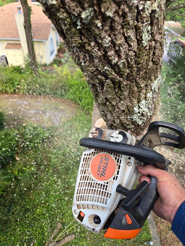 All Photos for Near Me Tree Service, Inc. in DeLand, FL