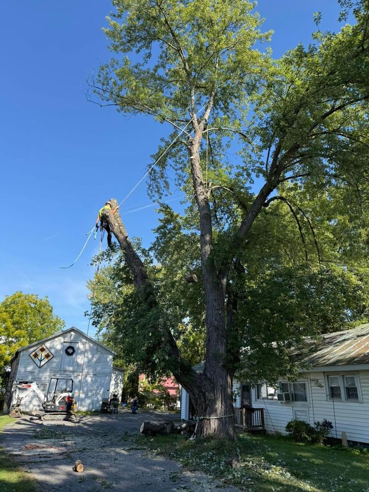 All Photos for Sterlings Tree Removal in Cobleskill, New York