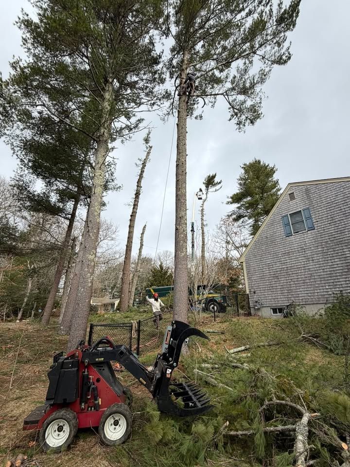 All Photos for Native Roots Tree Service in Cape Cod, MA