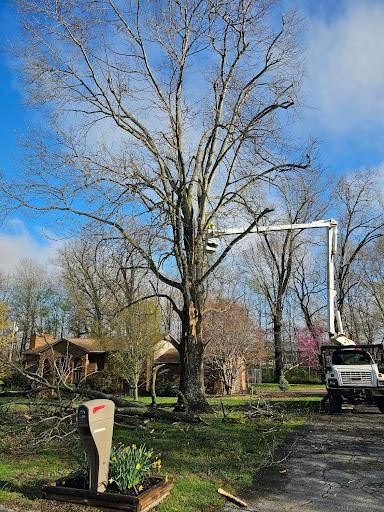 All Photos for Lightning Tree Service in Corydon, IN