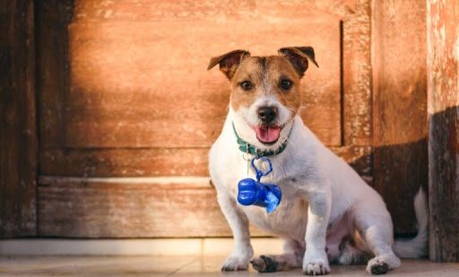 Pet Waste Removal for Happy Paws Pet Waste Removal in Van Alstyne, TX