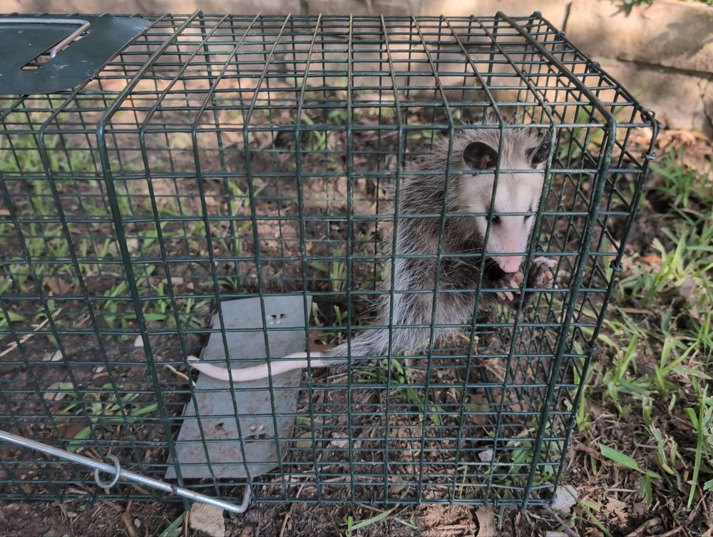 All Photos for Topper's Wildlife Removal in Garland, TX