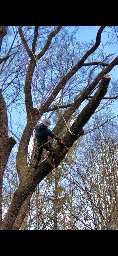 All Photos for NRV Tree Pro, LLC in Narrows, VA