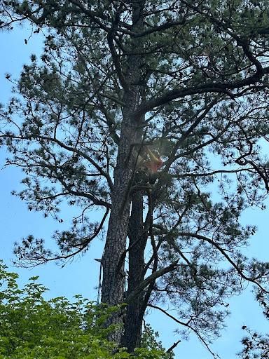 All Photos for Rawls Tree Care in Richmond, VA