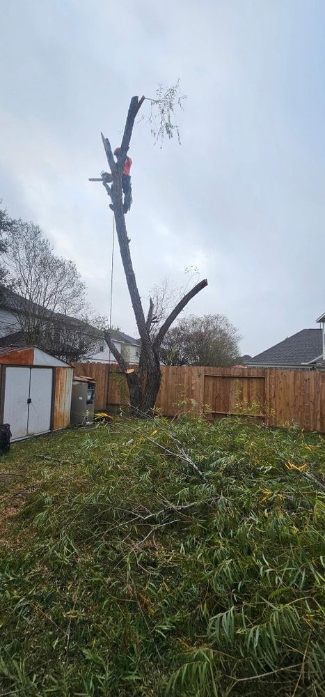 All Photos for Servin's Tree Care  in Houston, TX