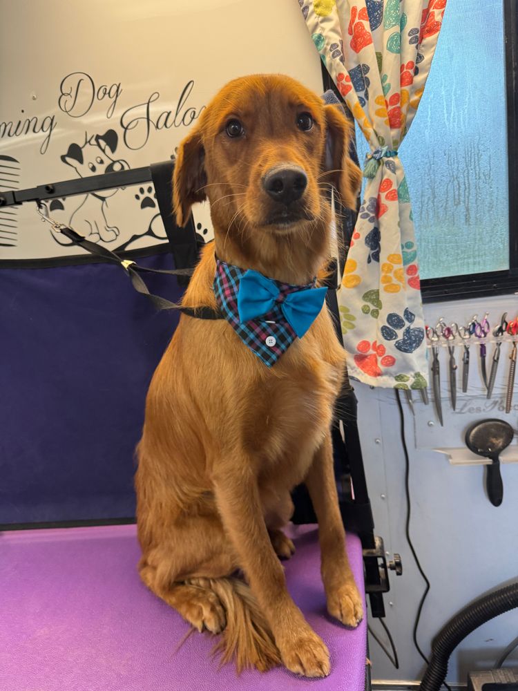 All Photos for Curbside Clips Mobile Grooming in Roachdale, Indiana