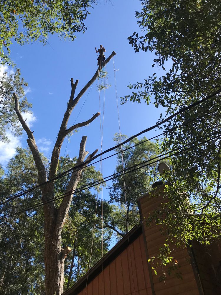 All Photos for Tates Tree Service in Tallahassee, FL