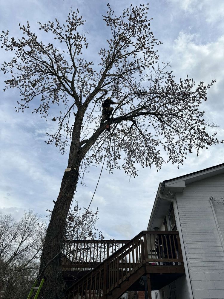 Tree Removal for Affordable Tree Service TN in White House, TN