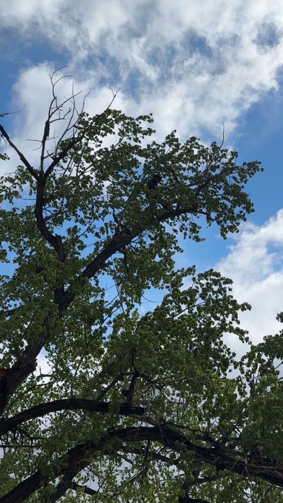 All Photos for Elevated Tree Care in Gillette, WY