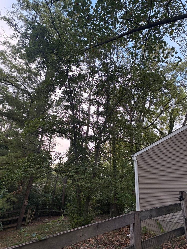 All Photos for Dig-It Tree Company in , 