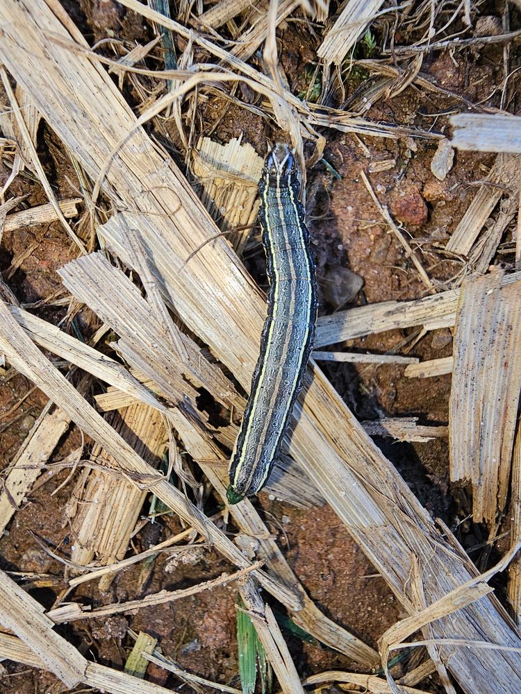 Army Worms for Terra Bites Lawn Service in Jefferson, GA